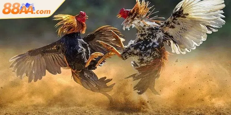 Hình thức cược đá gà 88AA kinh điển và được ưa chuộng